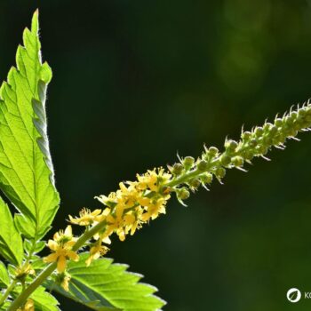 Odermennig ist ein starkes Heilkraut bei Erkältungen und Durchfall und stärkt viele Organe wie Milz, Nieren, Blase, Leber und Galle.