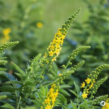 Odermennig ist ein starkes Heilkraut bei Erkältungen und Durchfall und stärkt viele Organe wie Milz, Nieren, Blase, Leber und Galle.