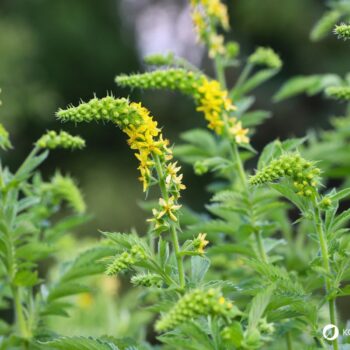 Odermennig ist ein starkes Heilkraut bei Erkältungen und Durchfall und stärkt viele Organe wie Milz, Nieren, Blase, Leber und Galle.