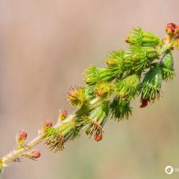 Odermennig ist ein starkes Heilkraut bei Erkältungen und Durchfall und stärkt viele Organe wie Milz, Nieren, Blase, Leber und Galle.