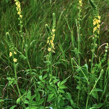 Odermennig ist ein starkes Heilkraut bei Erkältungen und Durchfall und stärkt viele Organe wie Milz, Nieren, Blase, Leber und Galle.
