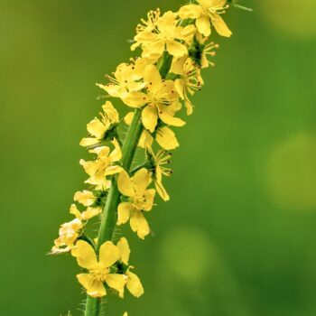 Odermennig ist ein starkes Heilkraut bei Erkältungen und Durchfall und stärkt viele Organe wie Milz, Nieren, Blase, Leber und Galle.