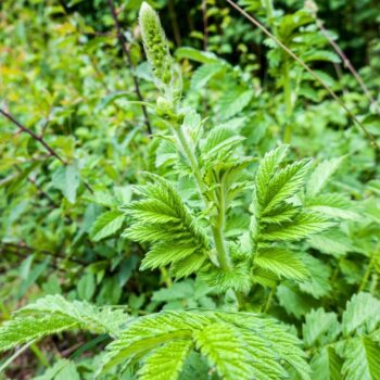 Odermennig ist ein starkes Heilkraut bei Erkältungen und Durchfall und stärkt viele Organe wie Milz, Nieren, Blase, Leber und Galle.