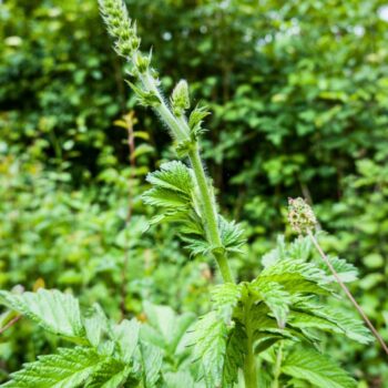 Odermennig ist ein starkes Heilkraut bei Erkältungen und Durchfall und stärkt viele Organe wie Milz, Nieren, Blase, Leber und Galle.