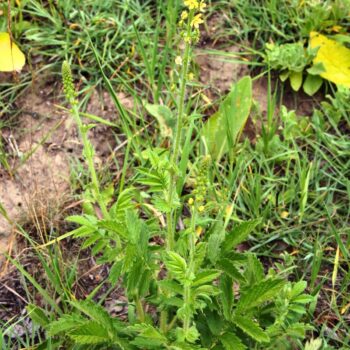 Odermennig ist ein starkes Heilkraut bei Erkältungen und Durchfall und stärkt viele Organe wie Milz, Nieren, Blase, Leber und Galle.