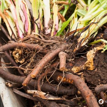 Beinwell wurde früher zur Heilung von Knochenbrüchen, Durchfall, Diabetes und Heuschnupfen genutzt. Auch heute kann er viel Gutes für deine Gesundheit tun!