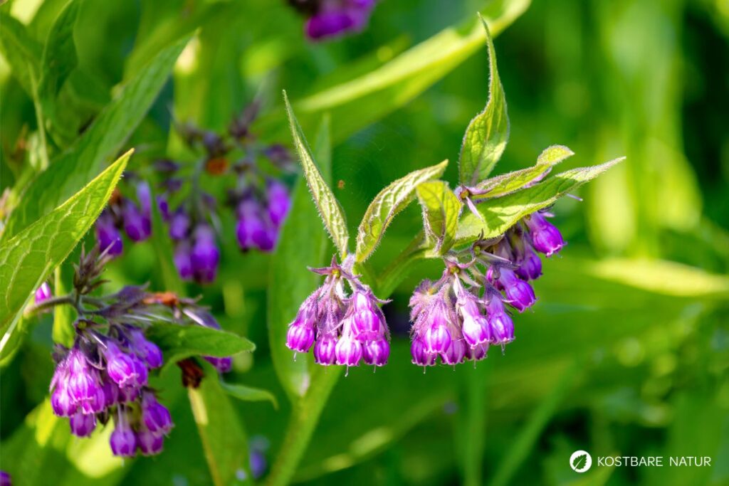 Beinwell wurde früher zur Heilung von Knochenbrüchen, Durchfall, Diabetes und Heuschnupfen genutzt. Auch heute kann er viel Gutes für deine Gesundheit tun!