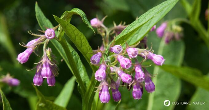 Beinwell wurde früher zur Heilung von Knochenbrüchen, Durchfall, Diabetes und Heuschnupfen genutzt. Auch heute kann er viel Gutes für deine Gesundheit tun!