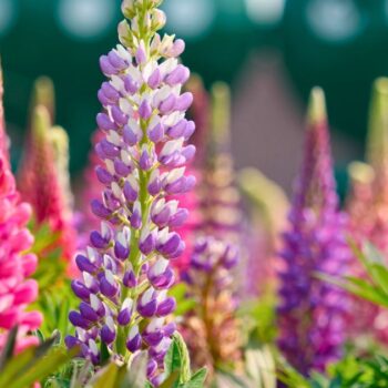 Die Lupine begeistert als Superfood und Bodenretter. Erfahre alles über gesunde Süßlupinen, Inhaltsstoffe, Rezepte und den Anbau im Garten.
