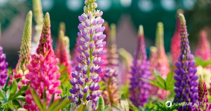 Die Lupine begeistert als Superfood und Bodenretter. Erfahre alles über gesunde Süßlupinen, Inhaltsstoffe, Rezepte und den Anbau im Garten.