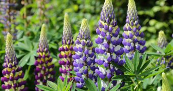 Lupinen sind nicht nur dekorative und bienenfreundliche Zierpflanzen im Garten. Die Süßlupine, die durch Züchtung von giftigen Alkaloiden befreit wurde, besitzt auch einen hohen Gehalt an Proteinen und ist eine regionale und gesunde Alternative zu Soja.