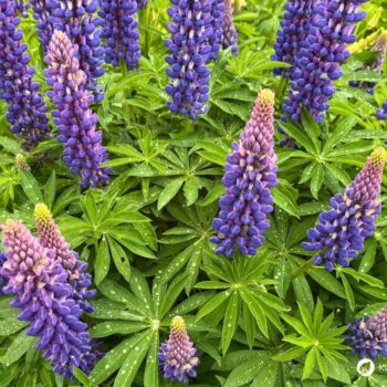 Die Lupine begeistert als Superfood und Bodenretter. Erfahre alles über gesunde Süßlupinen, Inhaltsstoffe, Rezepte und den Anbau im Garten.
