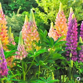 Die Lupine begeistert als Superfood und Bodenretter. Erfahre alles über gesunde Süßlupinen, Inhaltsstoffe, Rezepte und den Anbau im Garten.