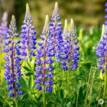 Die Lupine begeistert als Superfood und Bodenretter. Erfahre alles über gesunde Süßlupinen, Inhaltsstoffe, Rezepte und den Anbau im Garten.