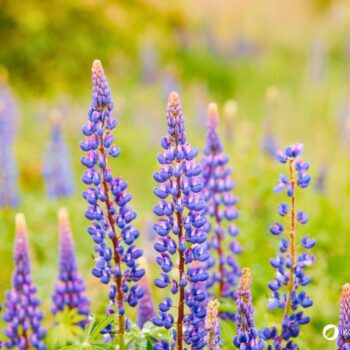 Die Lupine begeistert als Superfood und Bodenretter. Erfahre alles über gesunde Süßlupinen, Inhaltsstoffe, Rezepte und den Anbau im Garten.