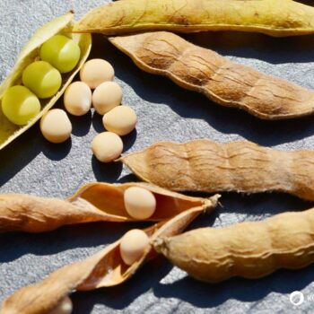 Die Lupine begeistert als Superfood und Bodenretter. Erfahre alles über gesunde Süßlupinen, Inhaltsstoffe, Rezepte und den Anbau im Garten.