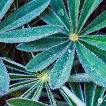 Die Lupine begeistert als Superfood und Bodenretter. Erfahre alles über gesunde Süßlupinen, Inhaltsstoffe, Rezepte und den Anbau im Garten.