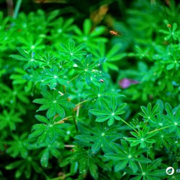 Die Lupine begeistert als Superfood und Bodenretter. Erfahre alles über gesunde Süßlupinen, Inhaltsstoffe, Rezepte und den Anbau im Garten.