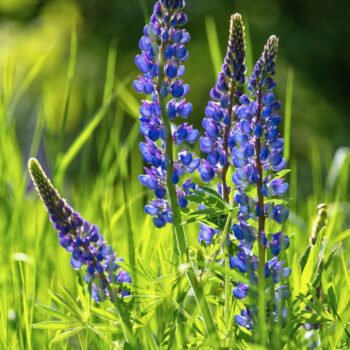 Die Lupine begeistert als Superfood und Bodenretter. Erfahre alles über gesunde Süßlupinen, Inhaltsstoffe, Rezepte und den Anbau im Garten.