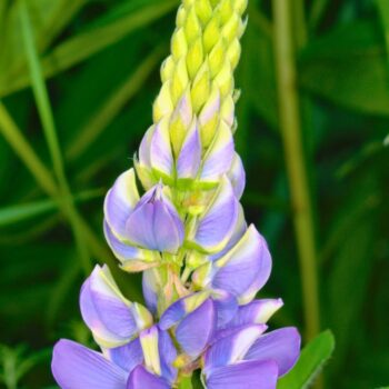 Die Lupine begeistert als Superfood und Bodenretter. Erfahre alles über gesunde Süßlupinen, Inhaltsstoffe, Rezepte und den Anbau im Garten.