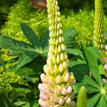 Die Lupine begeistert als Superfood und Bodenretter. Erfahre alles über gesunde Süßlupinen, Inhaltsstoffe, Rezepte und den Anbau im Garten.