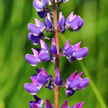 Die Lupine begeistert als Superfood und Bodenretter. Erfahre alles über gesunde Süßlupinen, Inhaltsstoffe, Rezepte und den Anbau im Garten.
