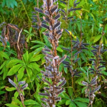 Die Lupine begeistert als Superfood und Bodenretter. Erfahre alles über gesunde Süßlupinen, Inhaltsstoffe, Rezepte und den Anbau im Garten.