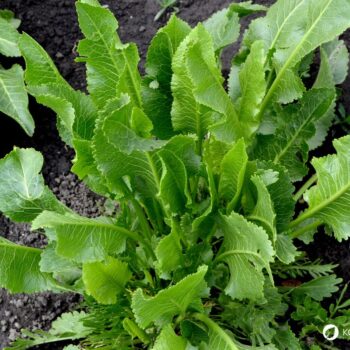 Meerrettich besitzt starke antibakterielle, schleimlösende und durchblutungsfördernde Eigenschaften.