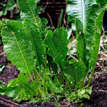 Meerrettich besitzt starke antibakterielle, schleimlösende und durchblutungsfördernde Eigenschaften.