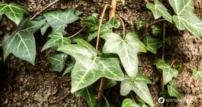 Der Efeu ist wunderschön, giftig und zugleich nützlich. Du kannst ihn zum Wäschewaschen nutzen und gegen Blattläuse und Cellulite einsetzen.