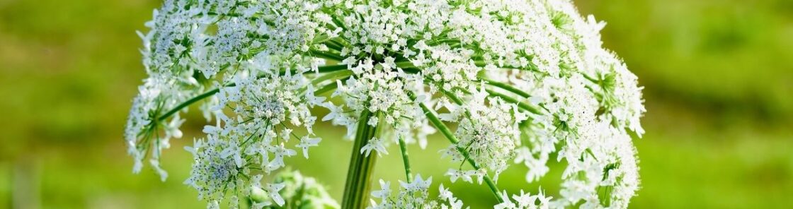 Entdecke den Wiesen-Bärenklau: Alles über Erkennung, Heilwirkung und leckere Rezepte. Nutze die Kraft dieses heimischen Superfoods sicher und nachhaltig!
