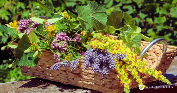 Wir lieben Wildpflanzen! Beim Sammeln von Wildkräutern, Heilpflanzen und Wildfrüchten gibt es aber wichtige Dinge, die zu beachten sind.