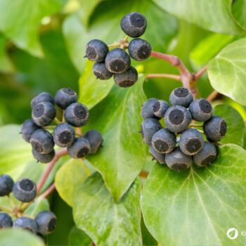 Der Efeu ist wunderschön, giftig und zugleich nützlich. Du kannst ihn zum Wäschewaschen nutzen und gegen Blattläuse und Cellulite einsetzen.