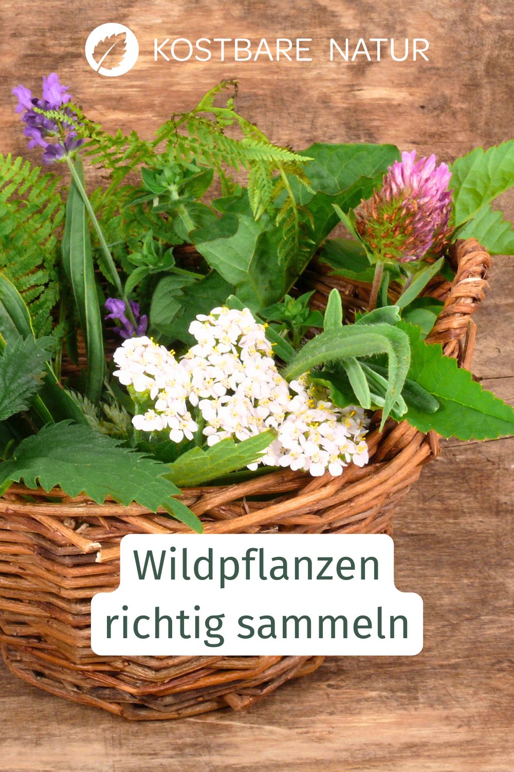 Wir lieben Wildpflanzen! Beim Sammeln von Wildkräutern, Heilpflanzen und Wildfrüchten gibt es aber wichtige Dinge, die zu beachten sind.