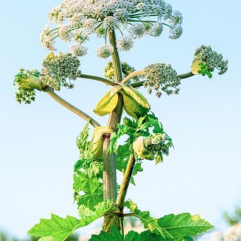 Entdecke den Wiesen-Bärenklau: Alles über Erkennung, Heilwirkung und leckere Rezepte. Nutze die Kraft dieses heimischen Superfoods sicher und nachhaltig!