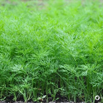 Dillkraut und Dillsamen enthalten wertvolle Vitalstoffe und verdienen einen festen Platz im Garten, in der Küche und in der Hausapotheke.