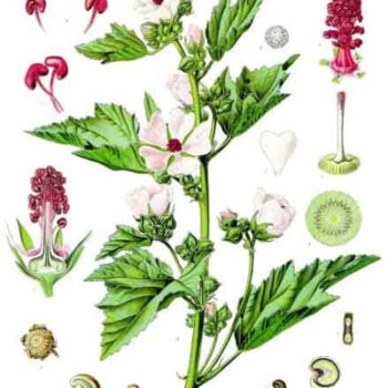 Der Echte Eibisch ist eine vielseitige Heilpflanze, die insbesondere in der Erkältungszeit sehr nützlich ist. Als Erkältungstee oder -sirup lindert er fast alle Erkältungsbeschwerden.