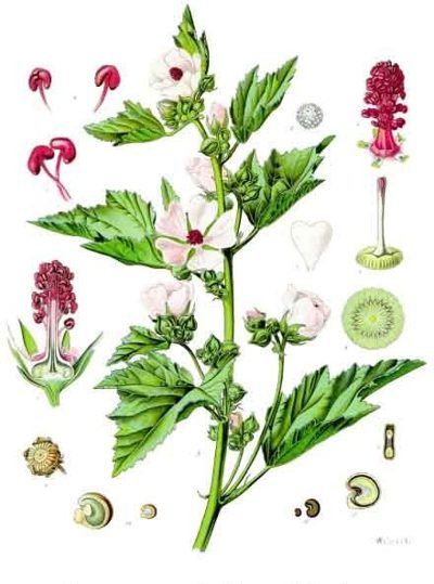 Der Echte Eibisch ist eine vielseitige Heilpflanze, die insbesondere in der Erkältungszeit sehr nützlich ist. Als Erkältungstee oder -sirup lindert er fast alle Erkältungsbeschwerden.