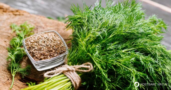 Dillkraut und Dillsamen enthalten wertvolle Vitalstoffe und verdienen einen festen Platz im Garten, in der Küche und in der Hausapotheke.