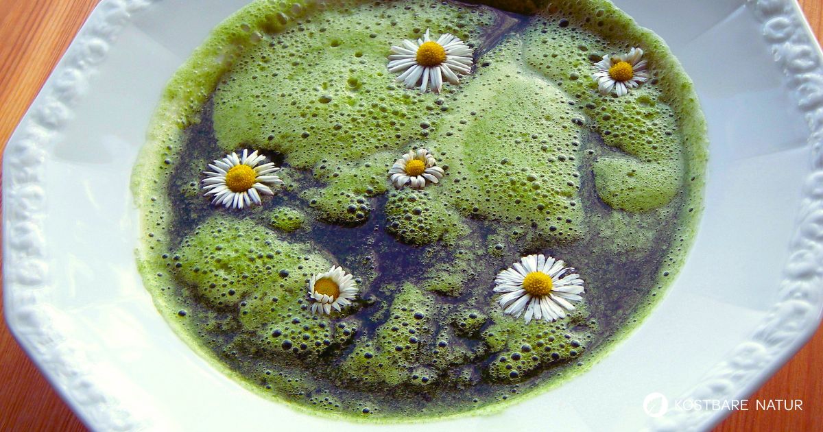 Gründonnerstagssuppe wurde schon zum germanischen Frühlingsfest zubereitet. Probiere dieses Rezept mit Gundermann, Gänseblümchen und vielen anderen Pflanzen