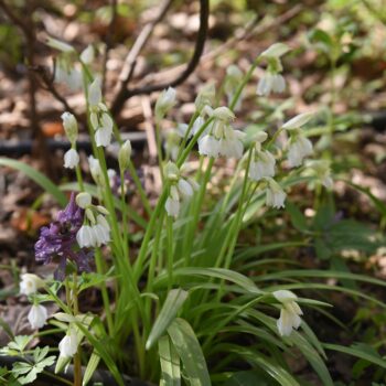 Im Frühjahr kannst du den Wunder-Lauch ähnlich nutzen wie den beliebten Bärlauch.