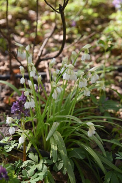 Im Frühjahr kannst du den Wunder-Lauch ähnlich nutzen wie den beliebten Bärlauch.