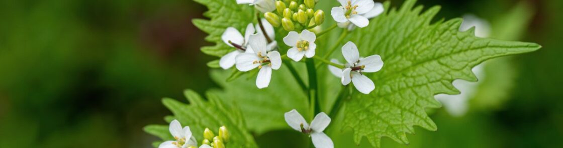 Knoblauchsrauke wird seit über 5000 Jahren genutzt. Auch heute ist es als würziges Küchenkraut beliebt und regt die Verdauung an.