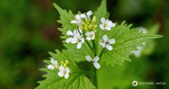 Knoblauchsrauke wird seit über 5000 Jahren genutzt. Auch heute ist es als würziges Küchenkraut beliebt und regt die Verdauung an.