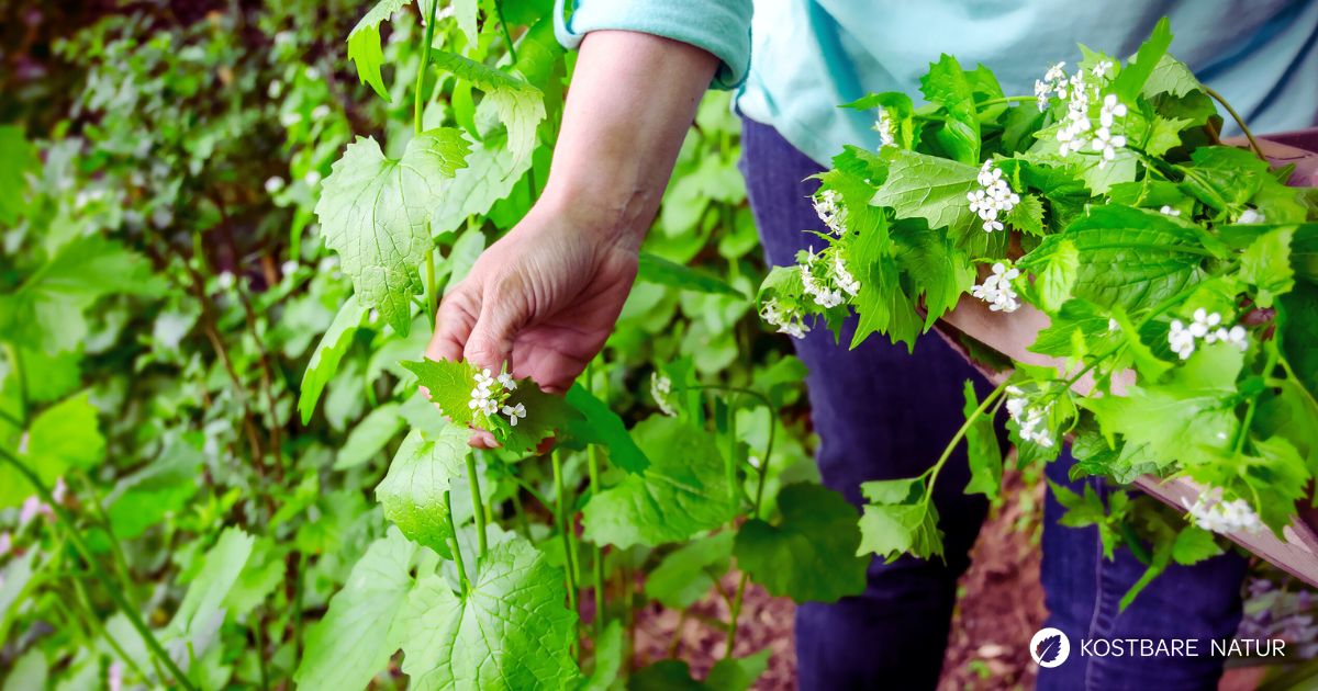 Knoblauchsrauke schmeckt mild nach Knoblauch, ohne unangenehme Gerüche zu hinterlassen. Fünf leckere Knoblauchsrauke Rezepte.