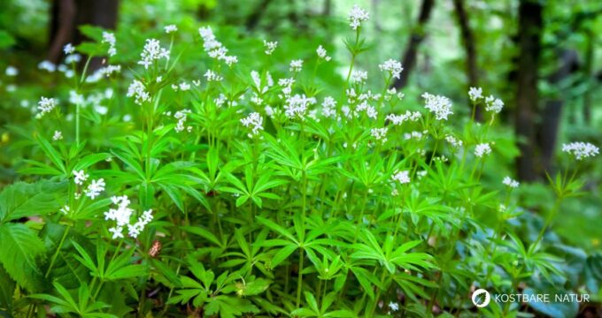 Früher war der Waldmeister ein bekanntes Heilkraut. Heute wird er bevorzugt in der Küche verwendet. Finde hier Rezepte und Tipps.