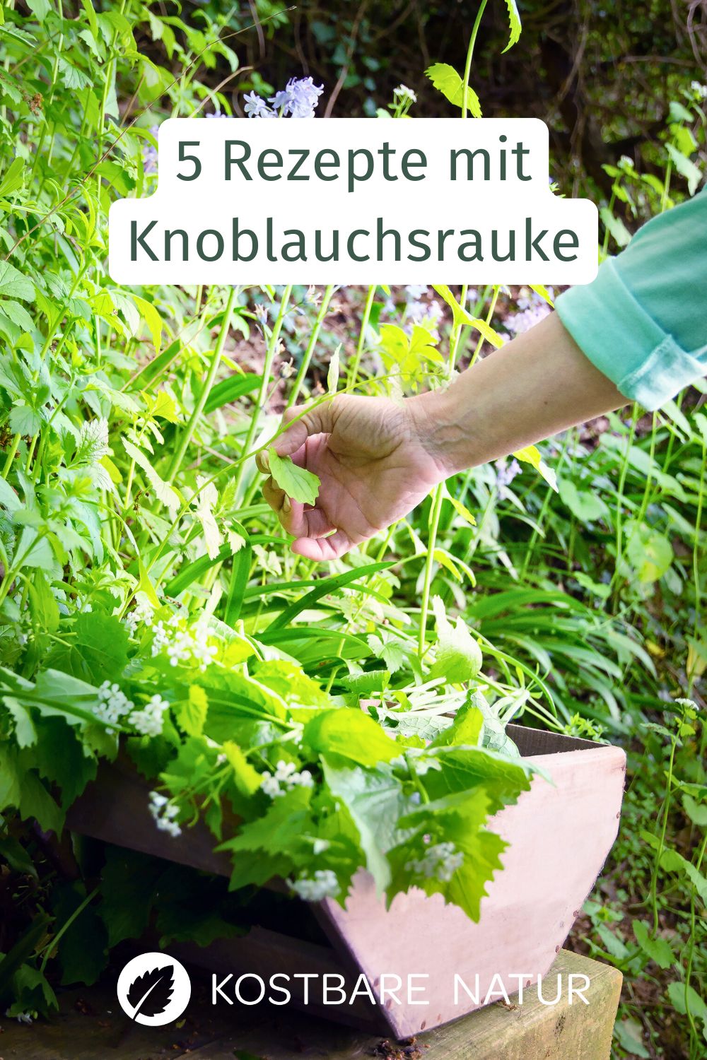 Knoblauchsrauke schmeckt mild nach Knoblauch, ohne unangenehme Gerüche zu hinterlassen. Fünf leckere Knoblauchsrauke Rezepte.