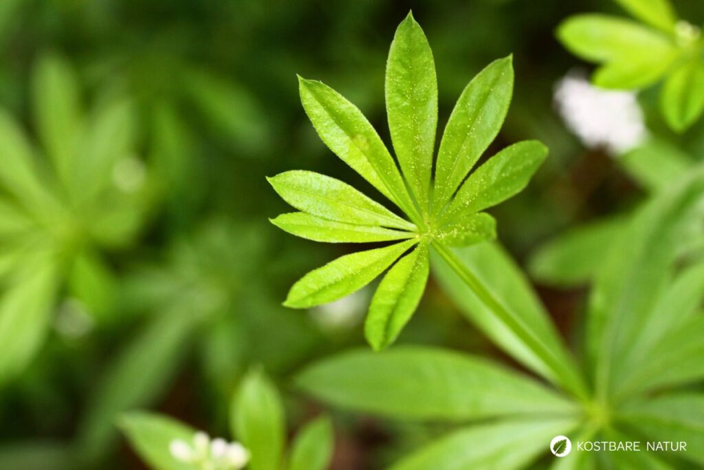 Früher war der Waldmeister ein bekanntes Heilkraut. Heute wird er bevorzugt in der Küche verwendet. Finde hier Rezepte und Tipps.
