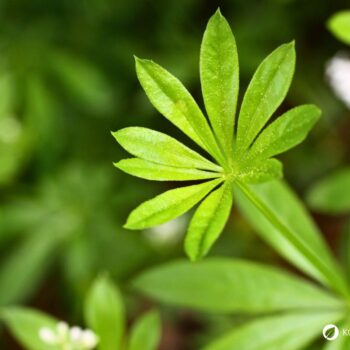 Früher war der Waldmeister ein bekanntes Heilkraut. Heute wird er bevorzugt in der Küche verwendet. Finde hier Rezepte und Tipps.