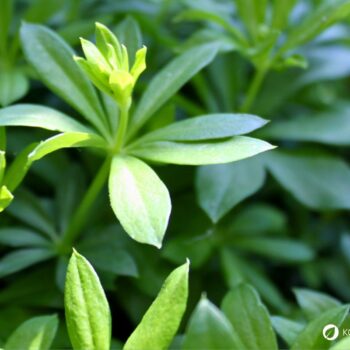 Früher war der Waldmeister ein bekanntes Heilkraut. Heute wird er bevorzugt in der Küche verwendet. Finde hier Rezepte und Tipps.